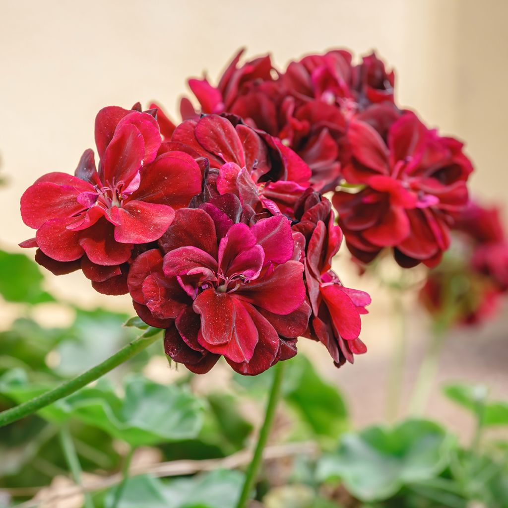 Pelargonium peltatum Royal Brillant Red - Hanggeranium dubbel