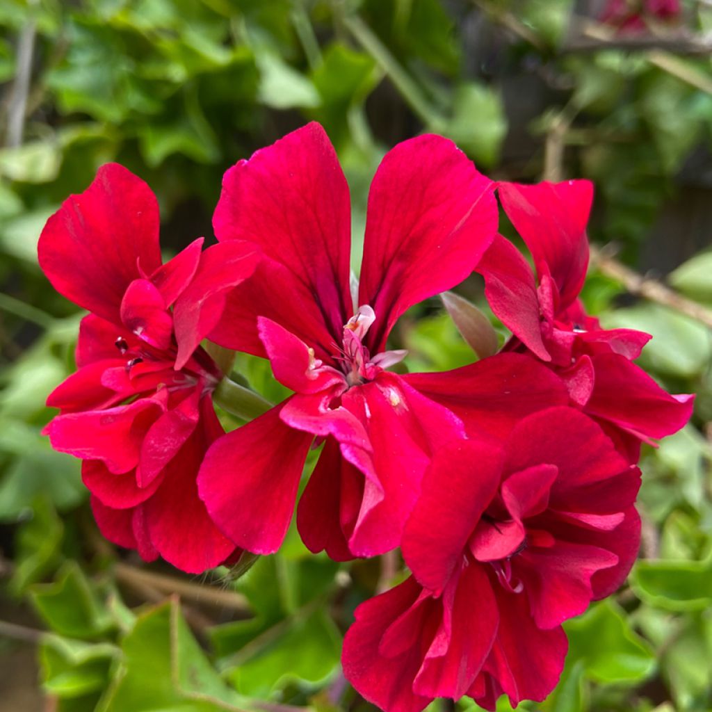Pelargonium peltatum Moonflair Red - Hanggeranium donkerbladig