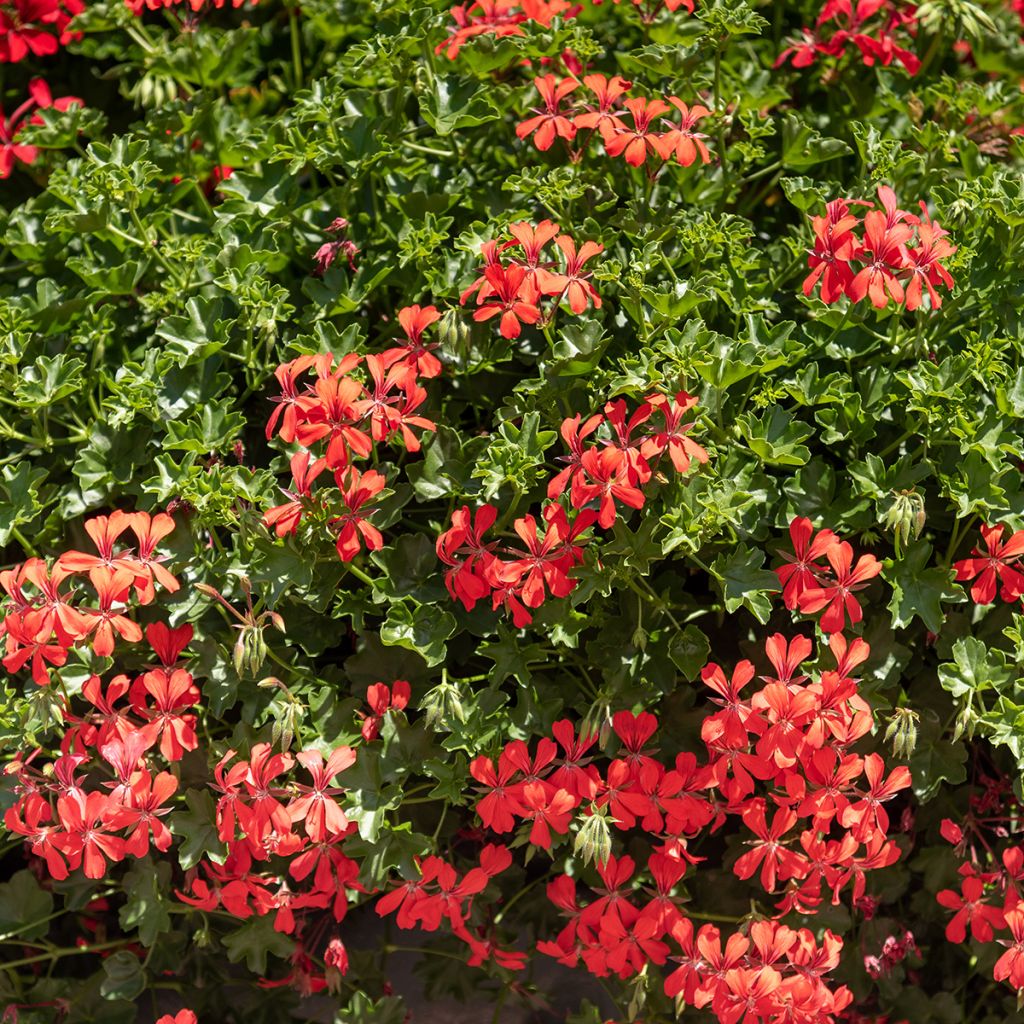 Pelargonium peltatum Royal Single Orange - Hanggeranium