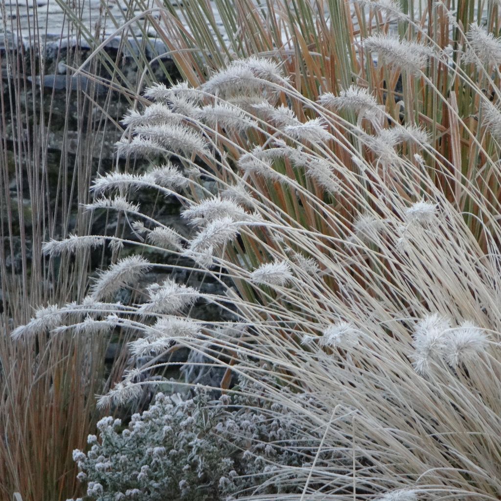 Pennisetum alopecuroïdes Hameln - Lampenpoetsersgras