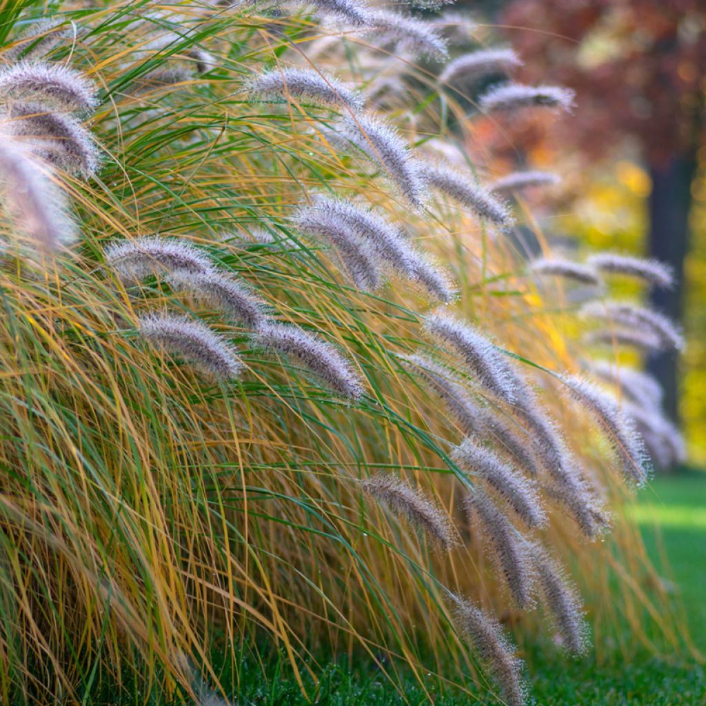 Pennisetum alopecuroïdes Hameln - Lampenpoetsersgras