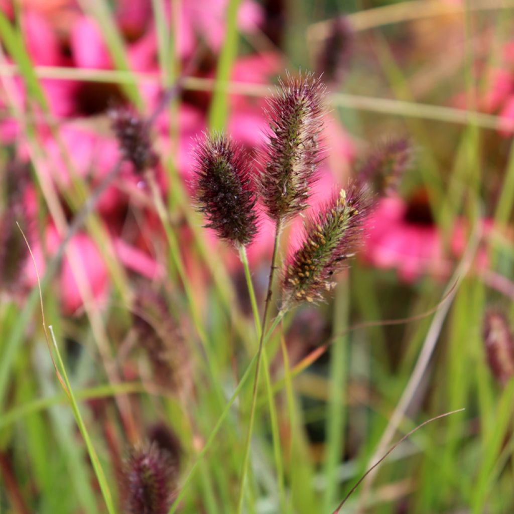 Pennisetum massaicum Red Button - Lampenpoetsersgras