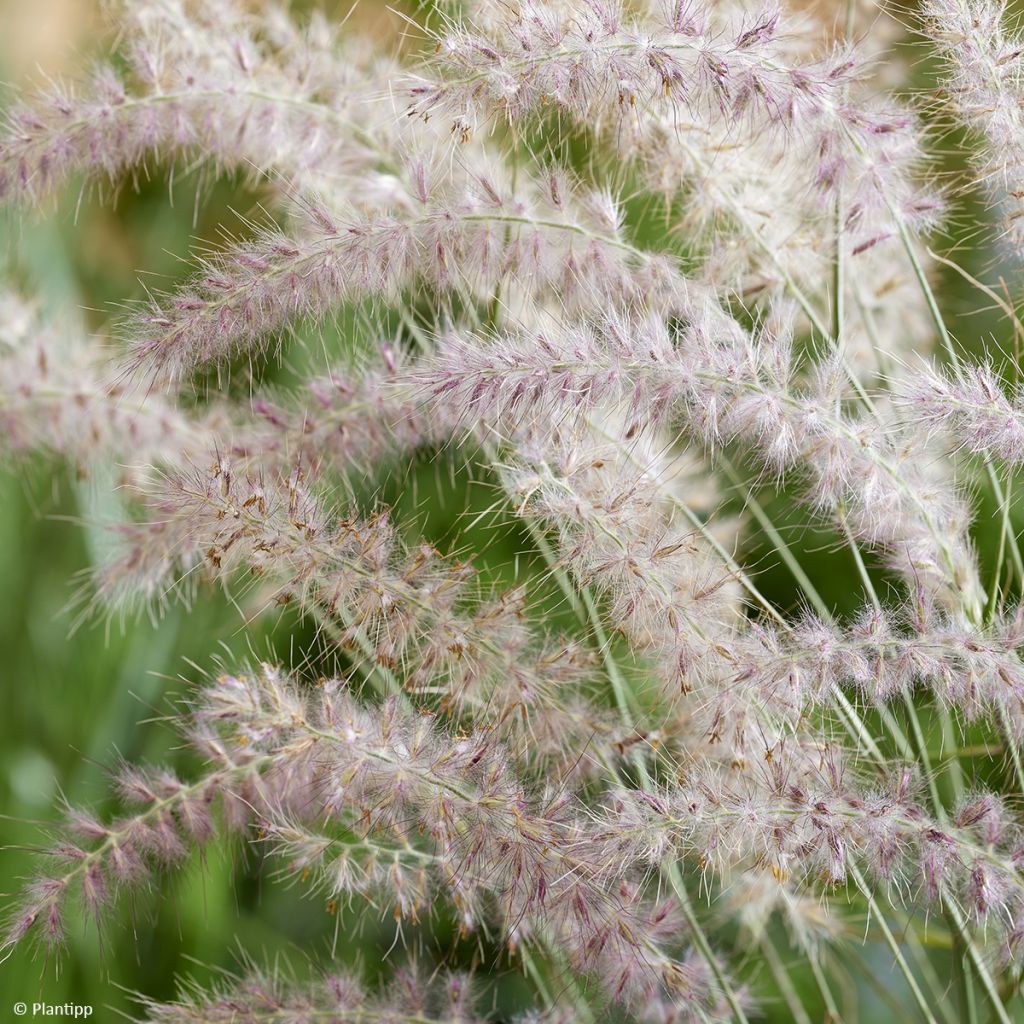 Pennisetum orientale JS Dance With Me - Lampenpoetsersgras