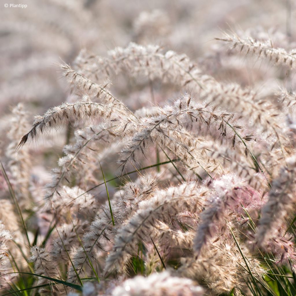 Pennisetum orientale JS Dance With Me - Lampenpoetsersgras