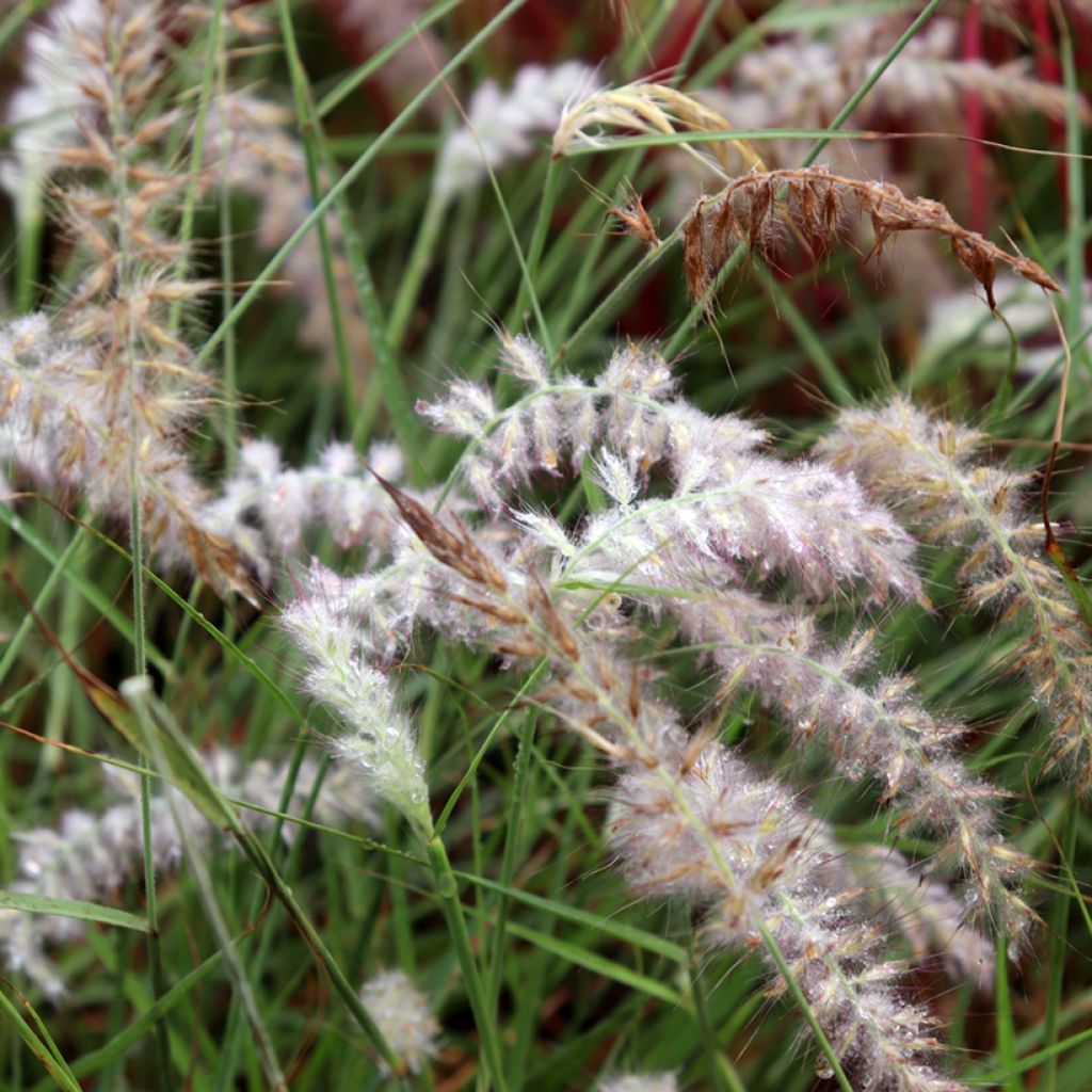 Pennisetum orientale JS Dance With Me - Lampenpoetsersgras