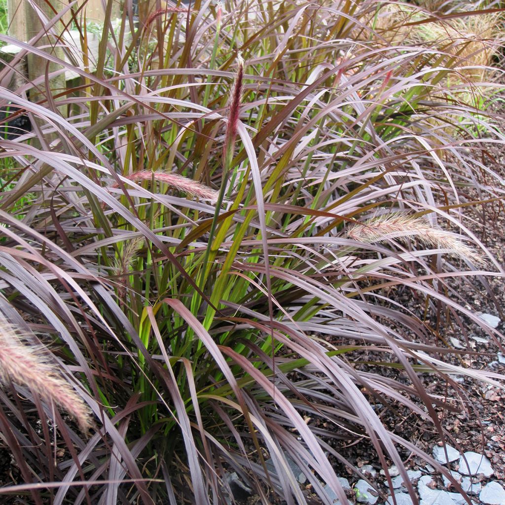 Pennisetum advena Rubrum - Lampenpoetsersgras