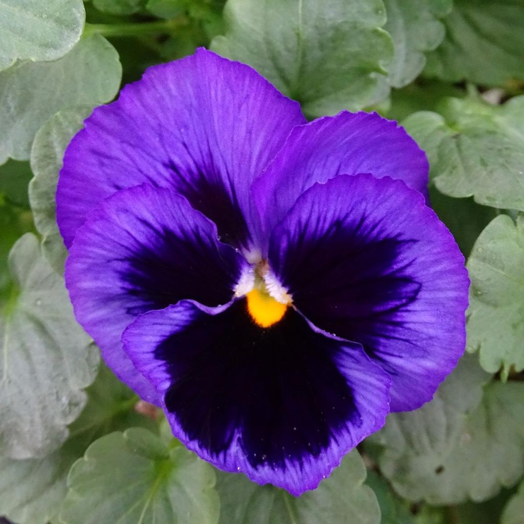 Viola wittrockiana F1 Carrera Blue With Blotch - Grootbloemige viool