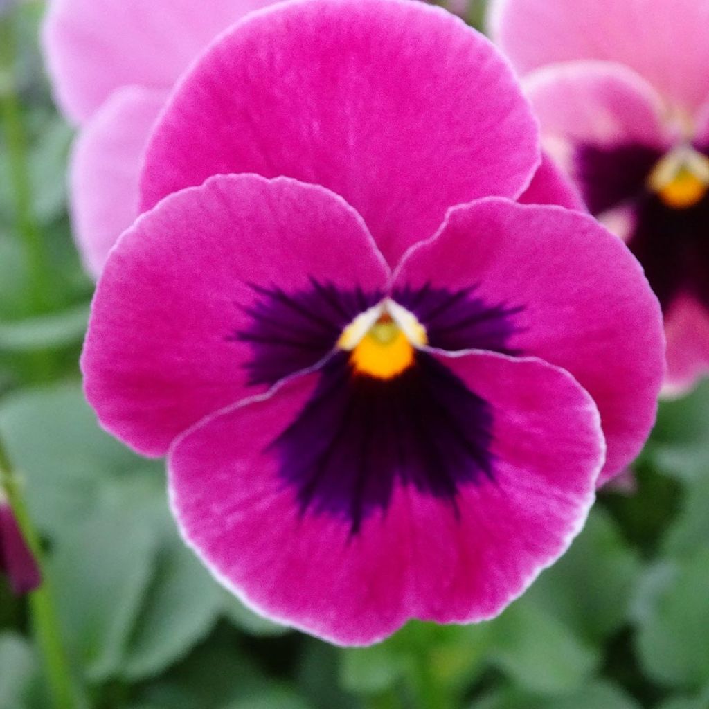 Viola wittrockiana Carrera Pink Shades - Grootbloemige viool