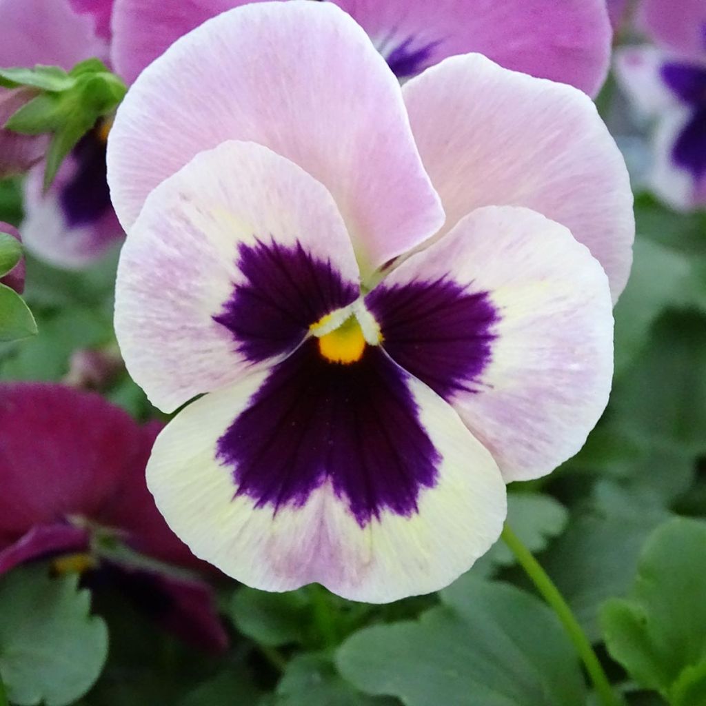 Viola wittrockiana Carrera Pink Shades - Grootbloemige viool