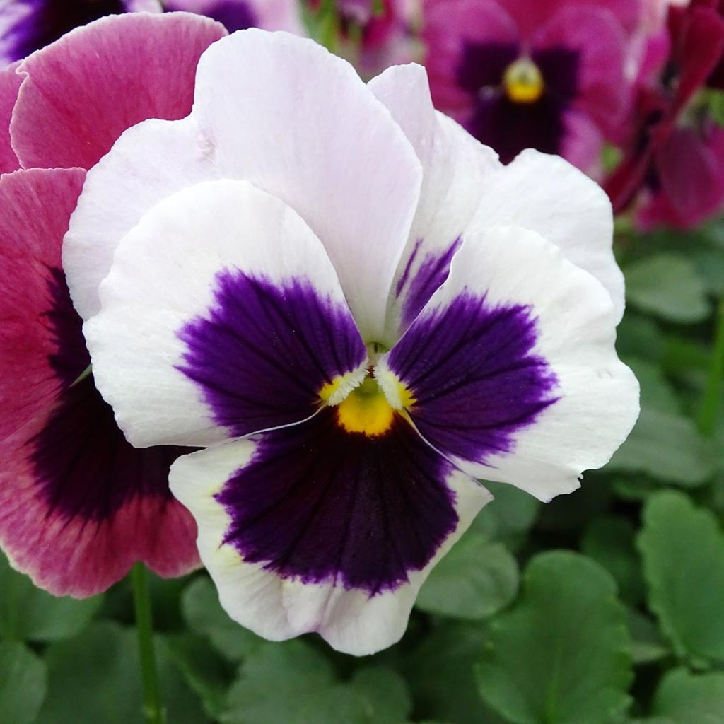 Viola wittrockiana Carrera Pink Shades - Grootbloemige viool