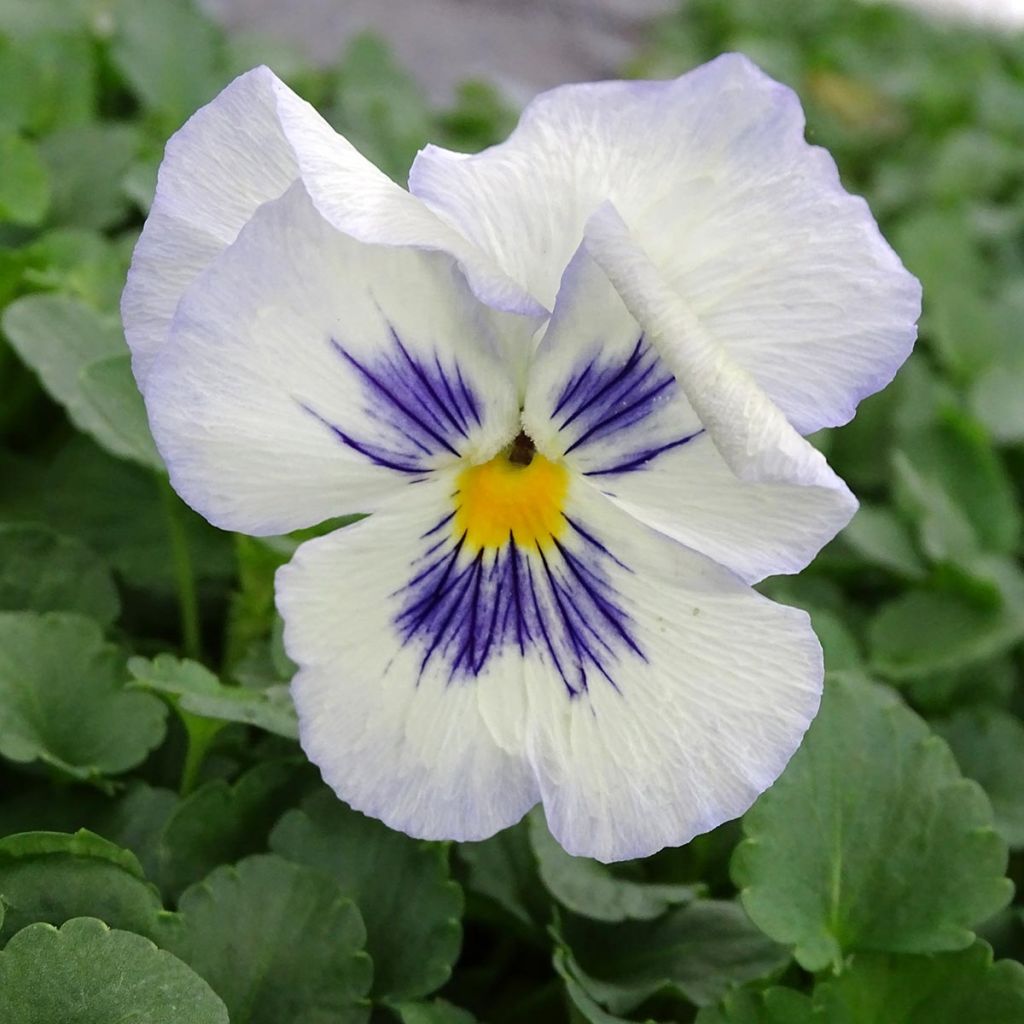 Viola wittrockiana F1 Félix Mix - Grootbloemige viool