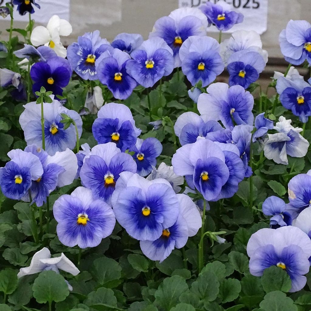 Viola wittrockiana Inspire Metallic Blue Blotch - Grootbloemige viool