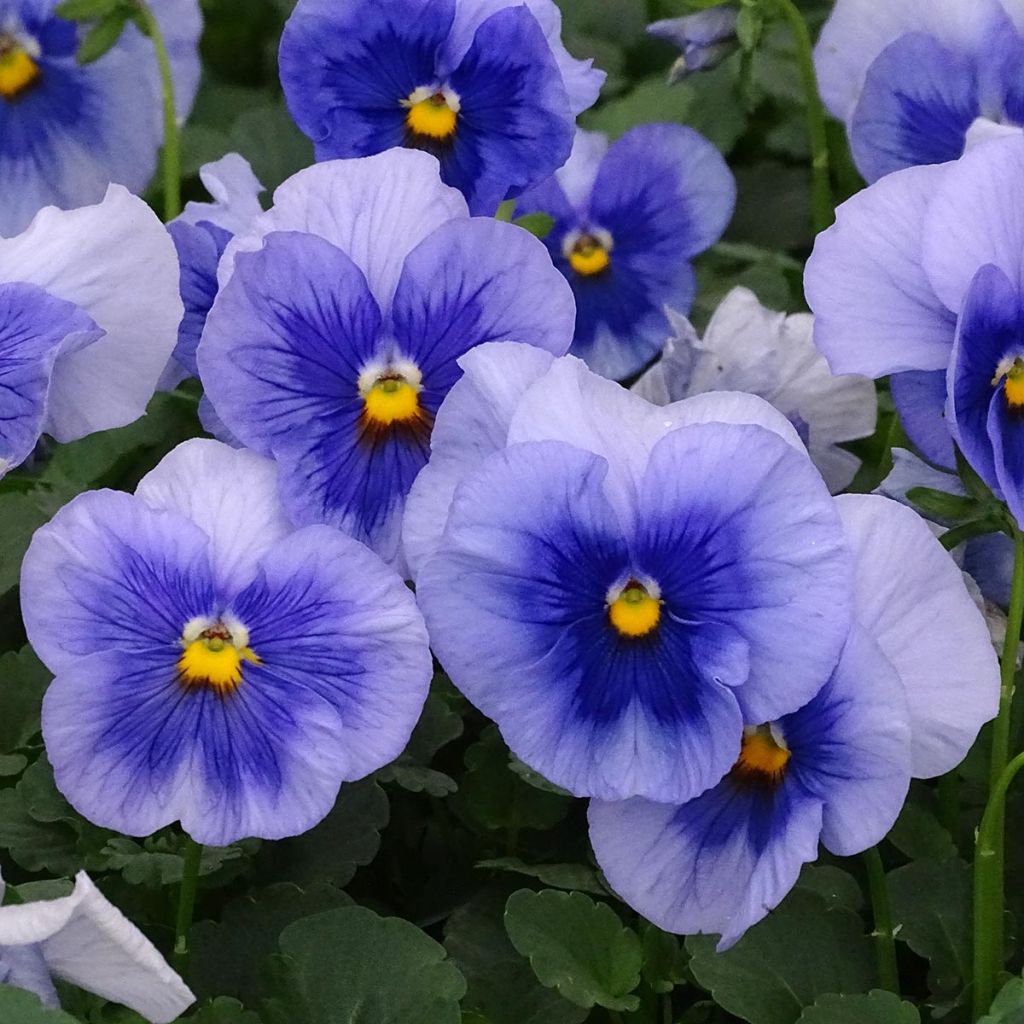 Viola wittrockiana Inspire Metallic Blue Blotch - Grootbloemige viool