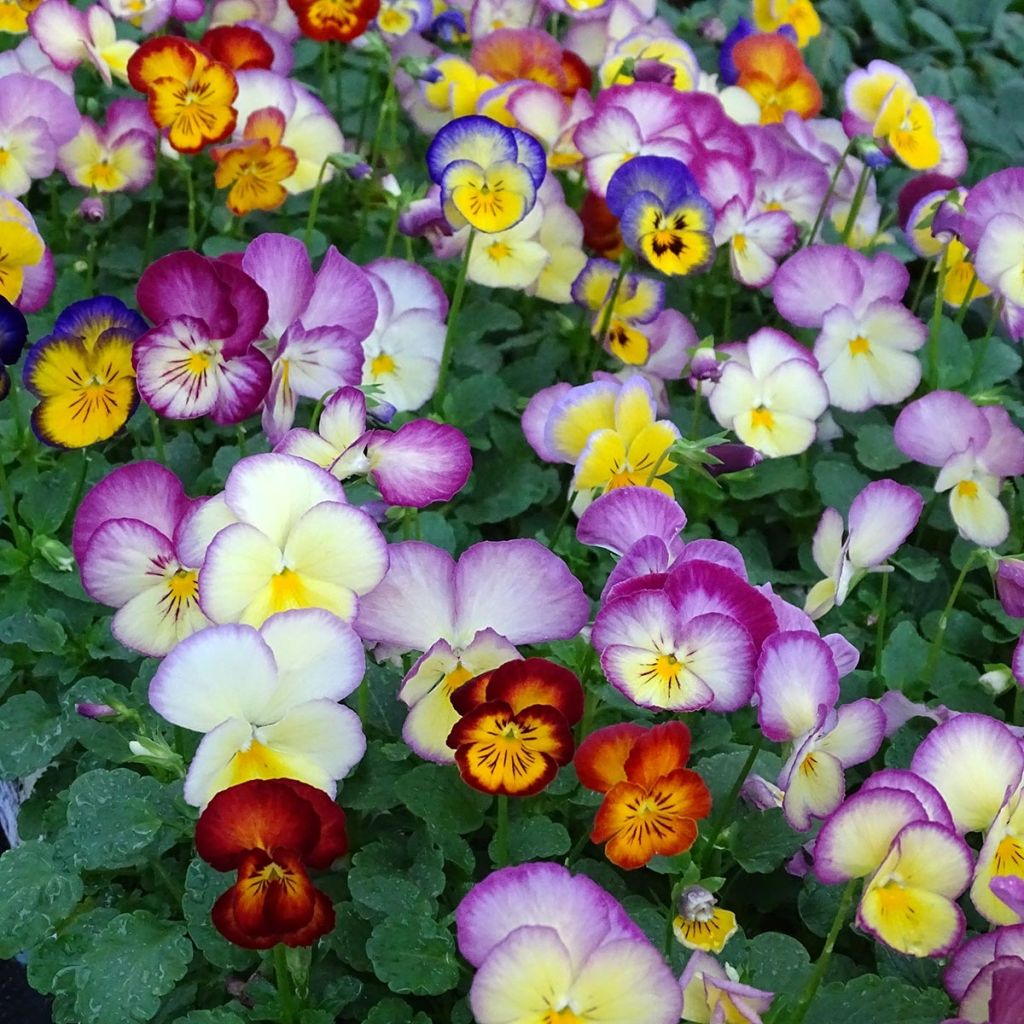Viola wittrockiana Ultima Radiance F1 Mix - Middel-grootbloemige violen in mix