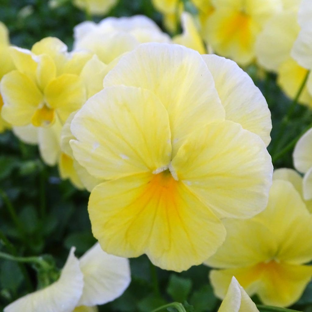 Viola wittrockiana Cool Wave Lemon Improved - Hangende/spreidende grootbloemige viool