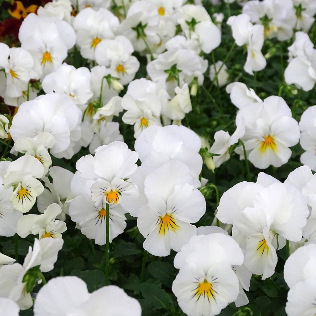 Viola wittrockiana Cool Wave White - Hangende/spreidende grootbloemige viool