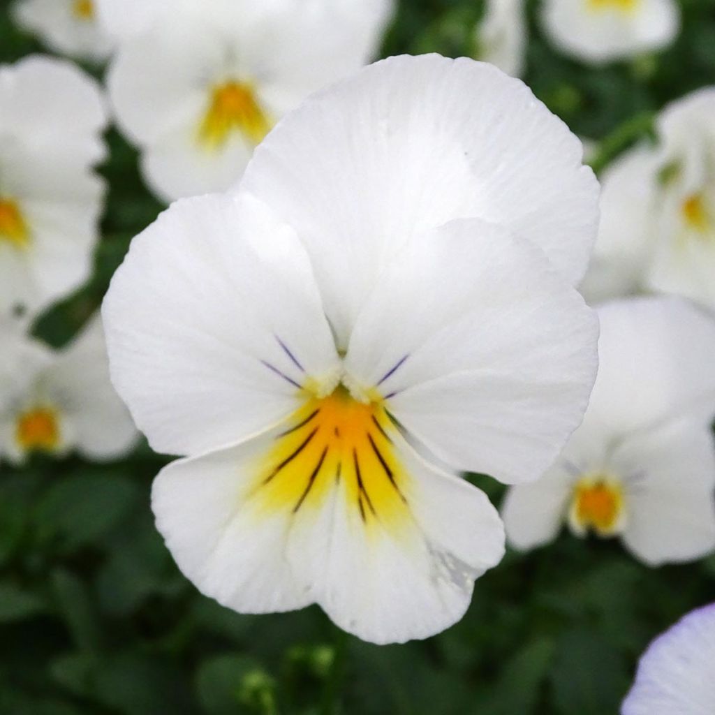 Viola wittrockiana Cool Wave White - Hangende/spreidende grootbloemige viool