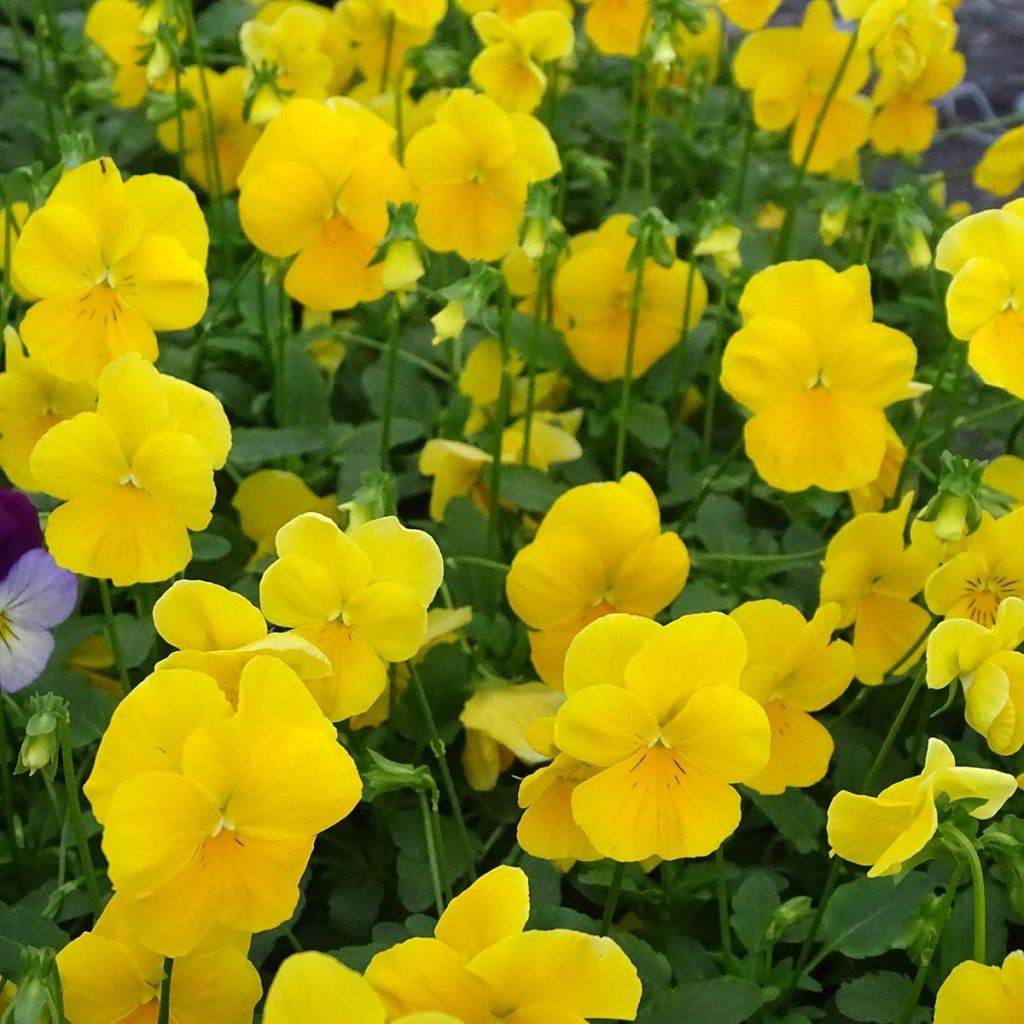 Viola wittrockiana Cool Wave Yellow - Hangende/spreidende grootbloemige viool