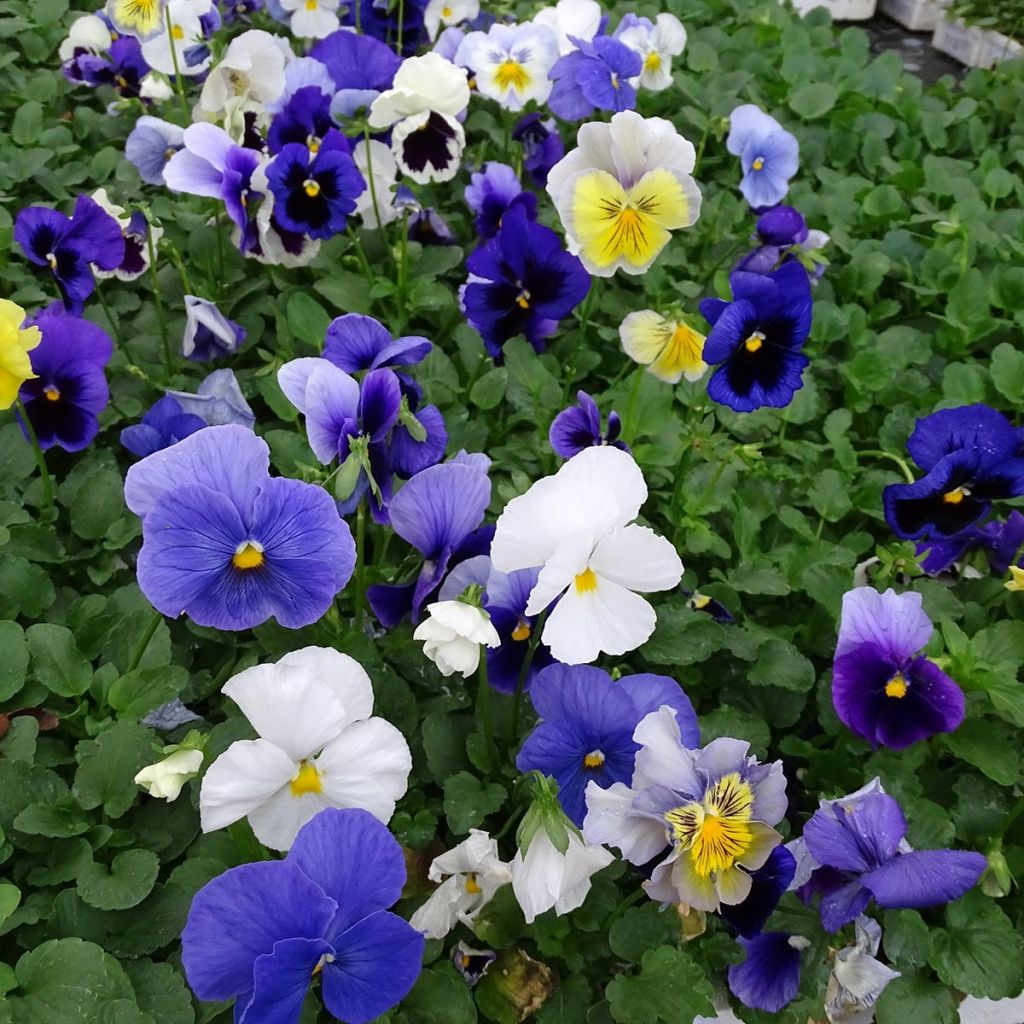 Viola wittrockiana Prim’Up Ocean Mix - Middel-grootbloemige viool