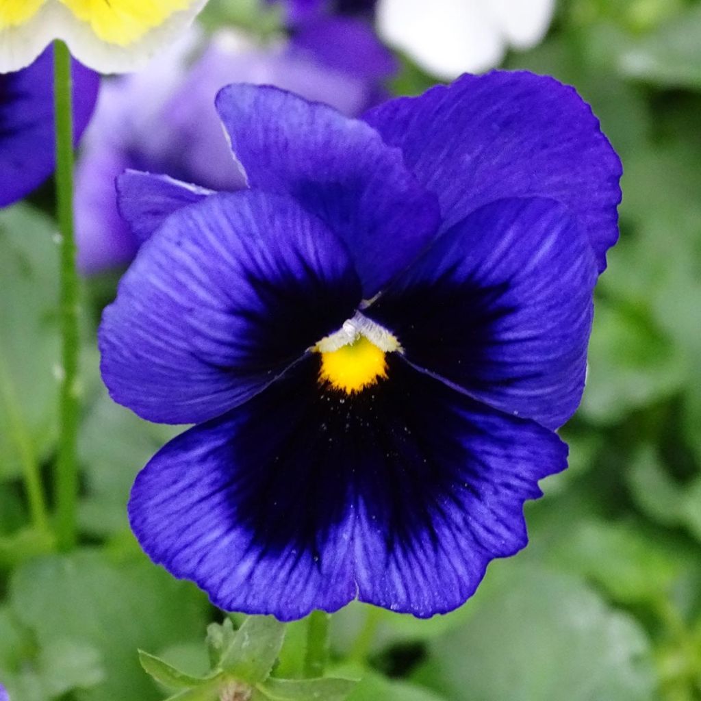 Viola wittrockiana Prim’Up Ocean Mix - Middel-grootbloemige viool