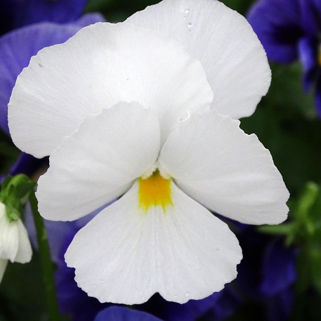 Viola wittrockiana Prim’Up Ocean Mix - Middel-grootbloemige viool