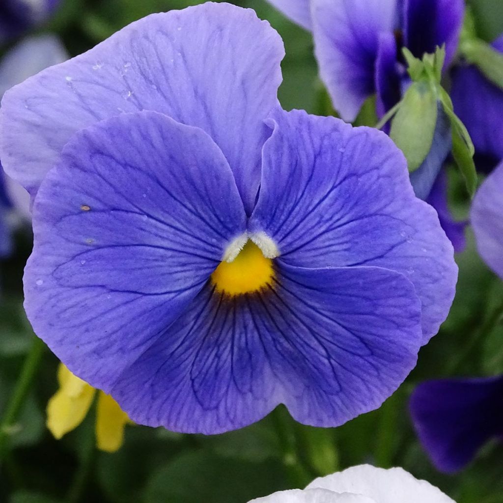 Viola wittrockiana Prim’Up Ocean Mix - Middel-grootbloemige viool