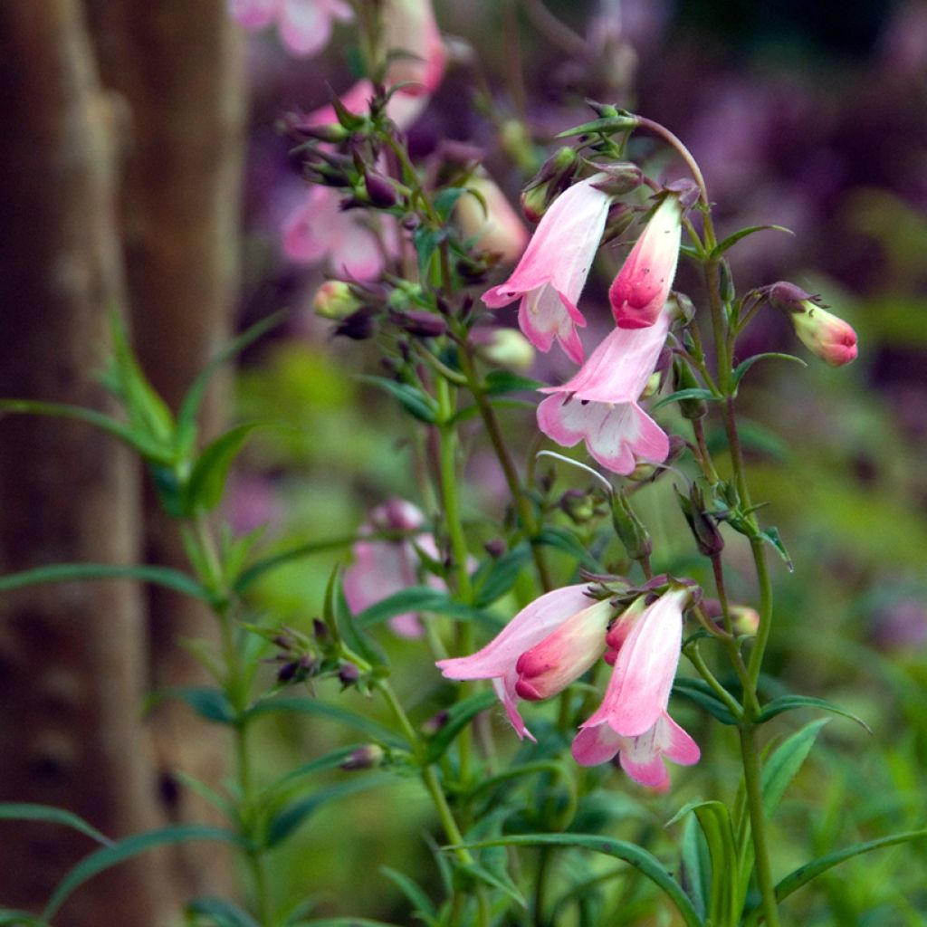 Penstemon Apple Blossom - Slangenkop
