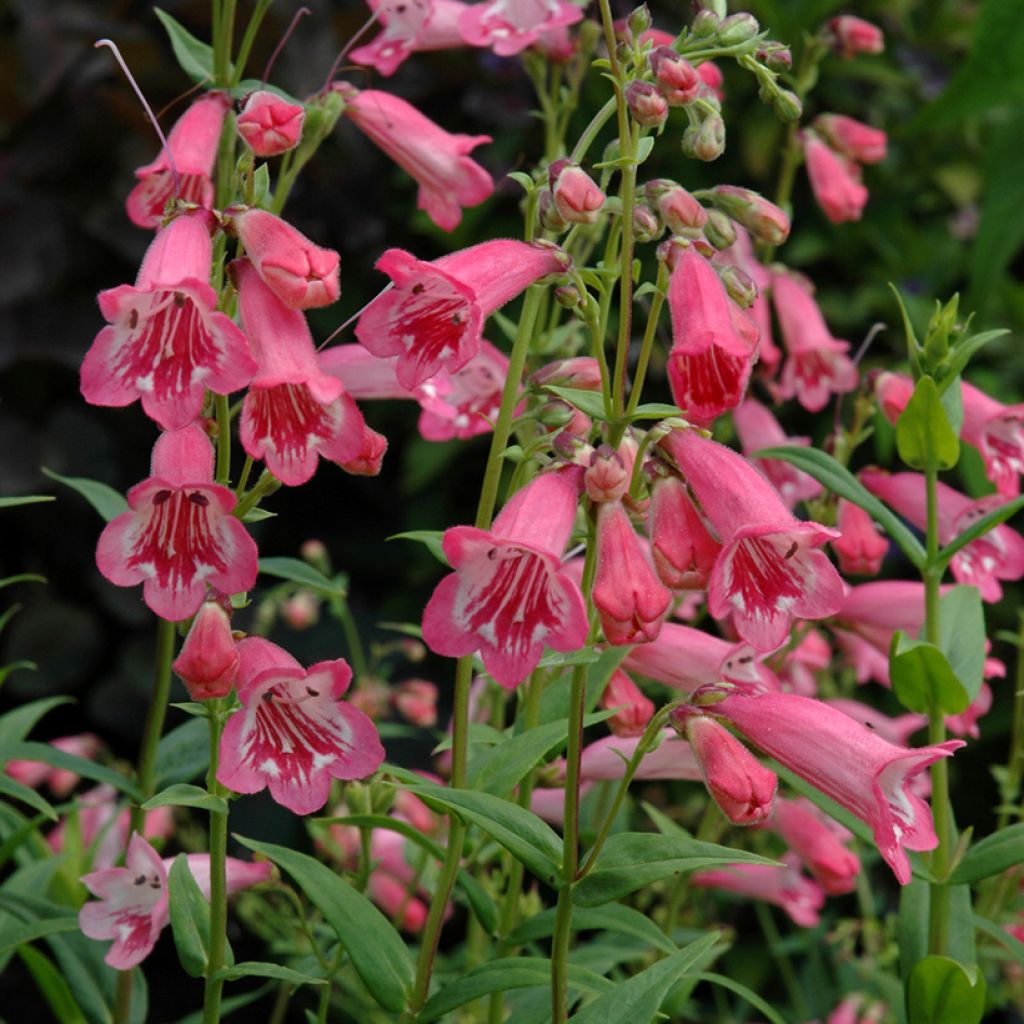 Penstemon Hewell Pink Bedder - Slangenkop