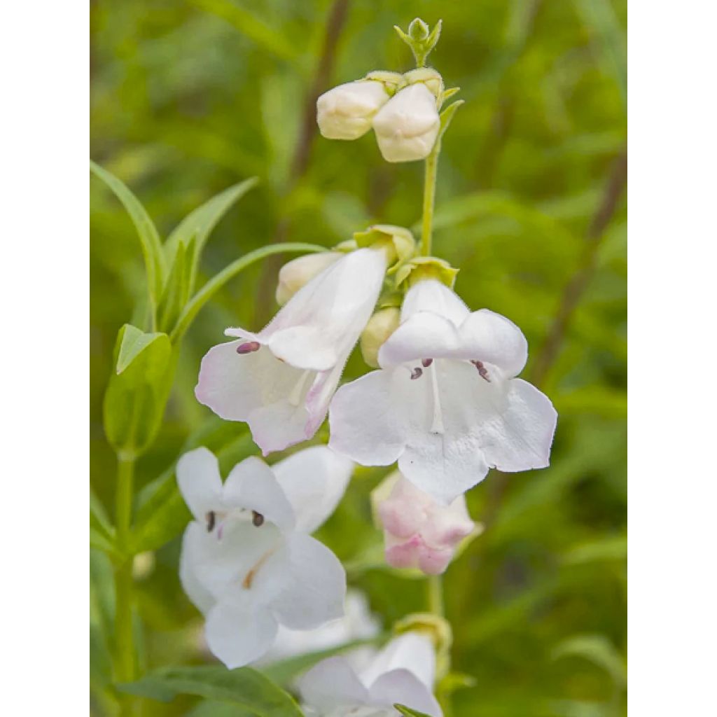 Penstemon Pensham Wedding Day - Galane