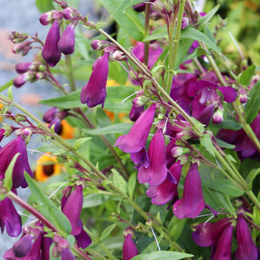 Penstemon Raven - Slangenkop