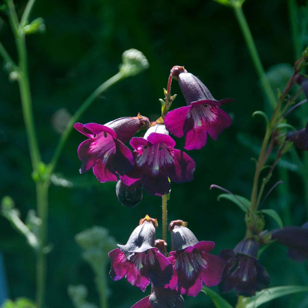 Penstemon Raven - Slangenkop