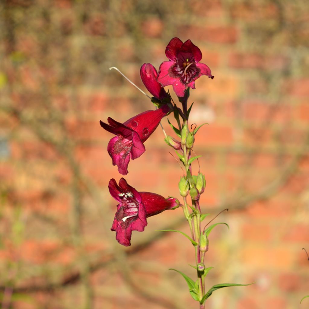 Penstemon Rich Ruby - Slangenkop