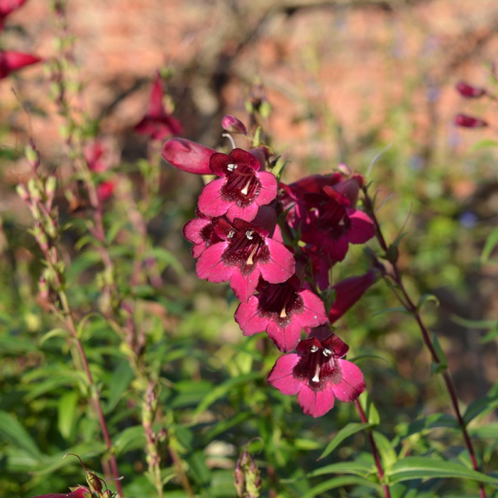 Penstemon Rich Ruby - Slangenkop