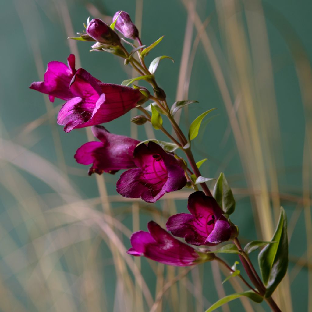 Penstemon Rich Ruby - Slangenkop