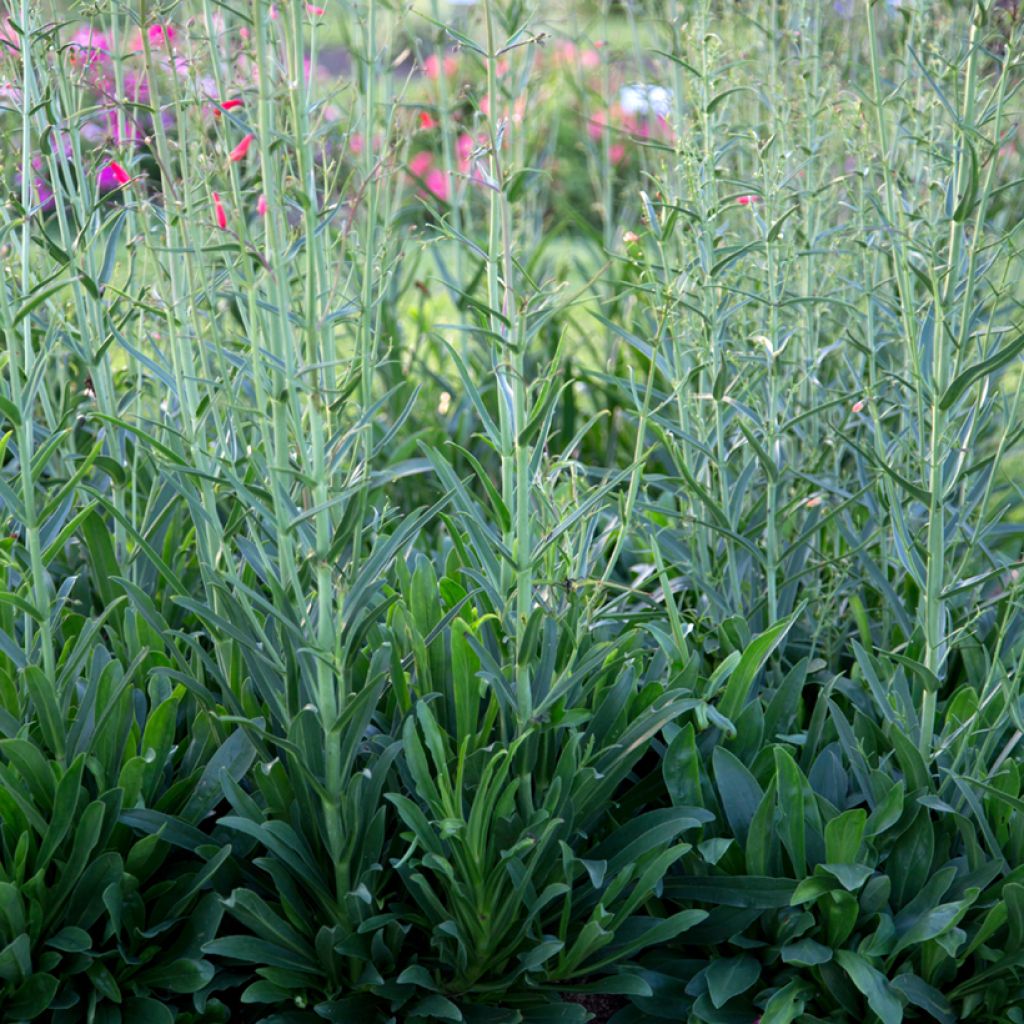 Penstemon barbatus Coccineus - Slangenkop