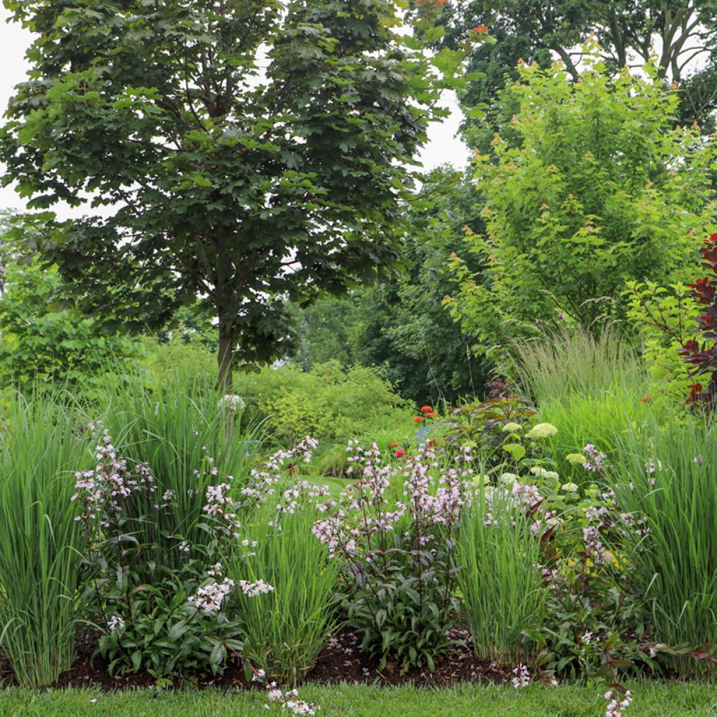 Penstemon digitalis Dark Towers - Slangenkop