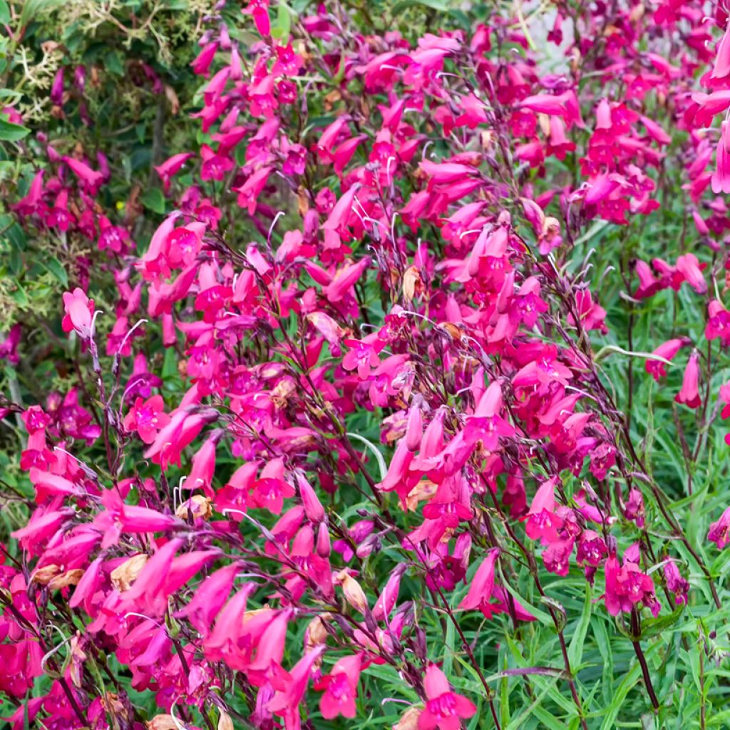 Penstemon Garnet - Slangenkop