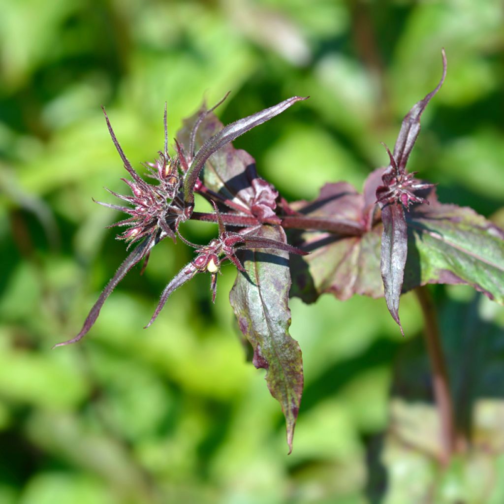 Penstemon digitalis Husker Red - Slangenkop