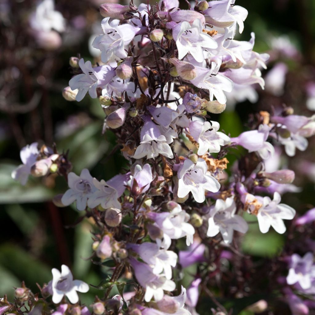 Penstemon digitalis Husker Red - Slangenkop