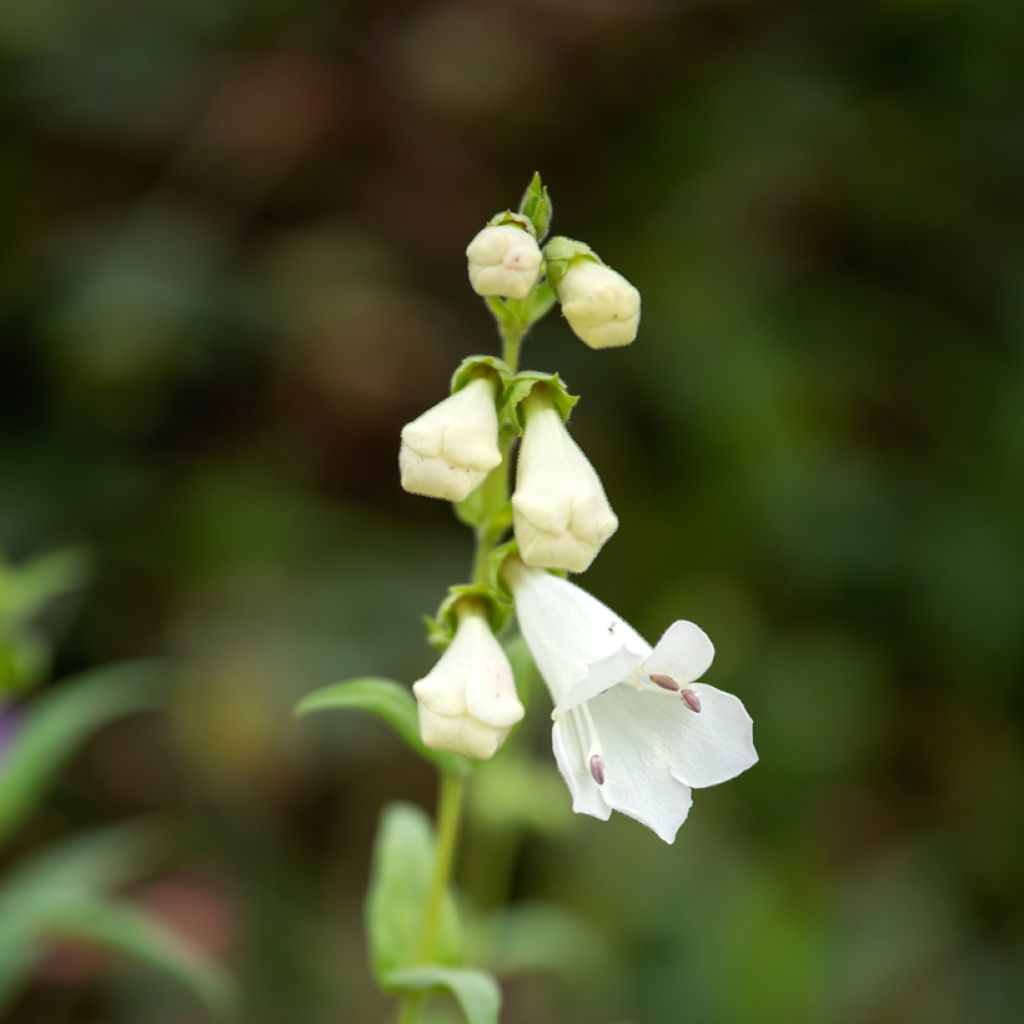 Penstemon White Bedder - Slangenkop