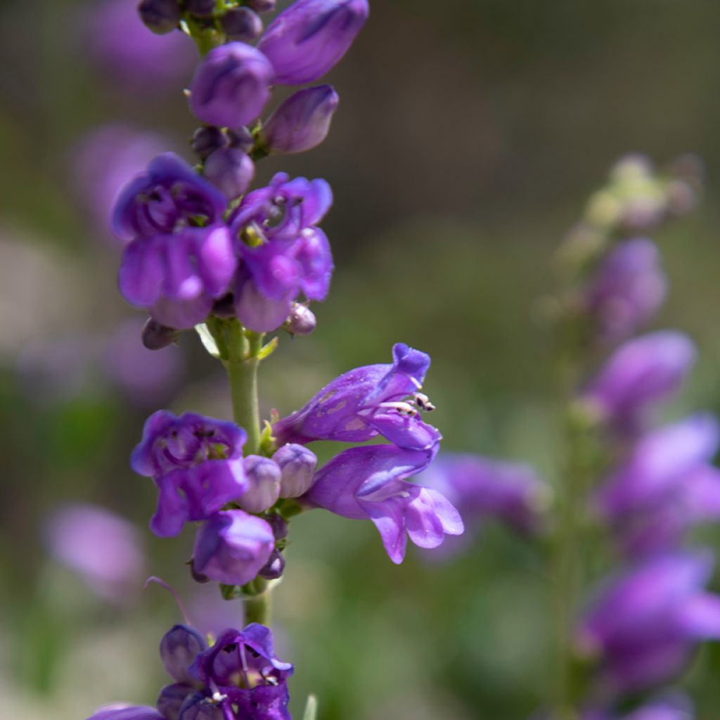 Penstemon strictus - Slangenkop