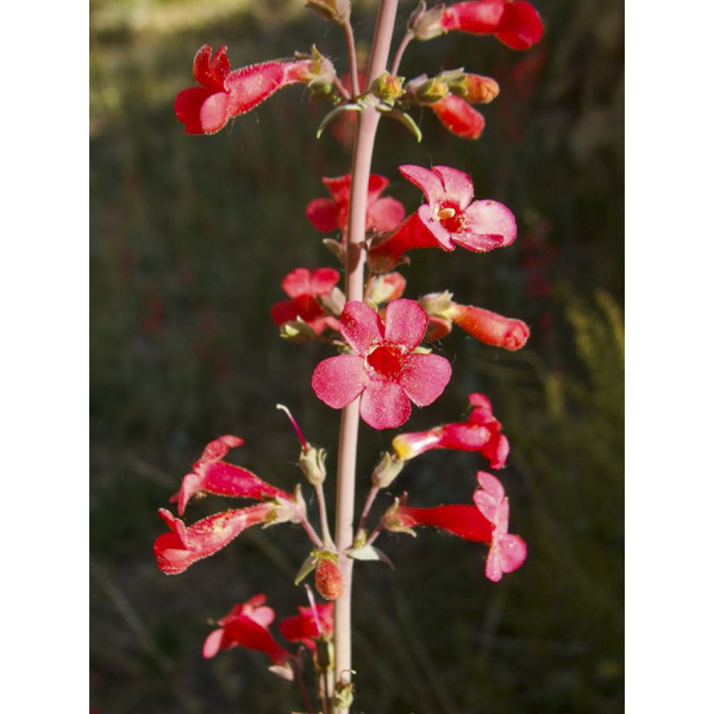 Penstemon superbus - Galane superbe