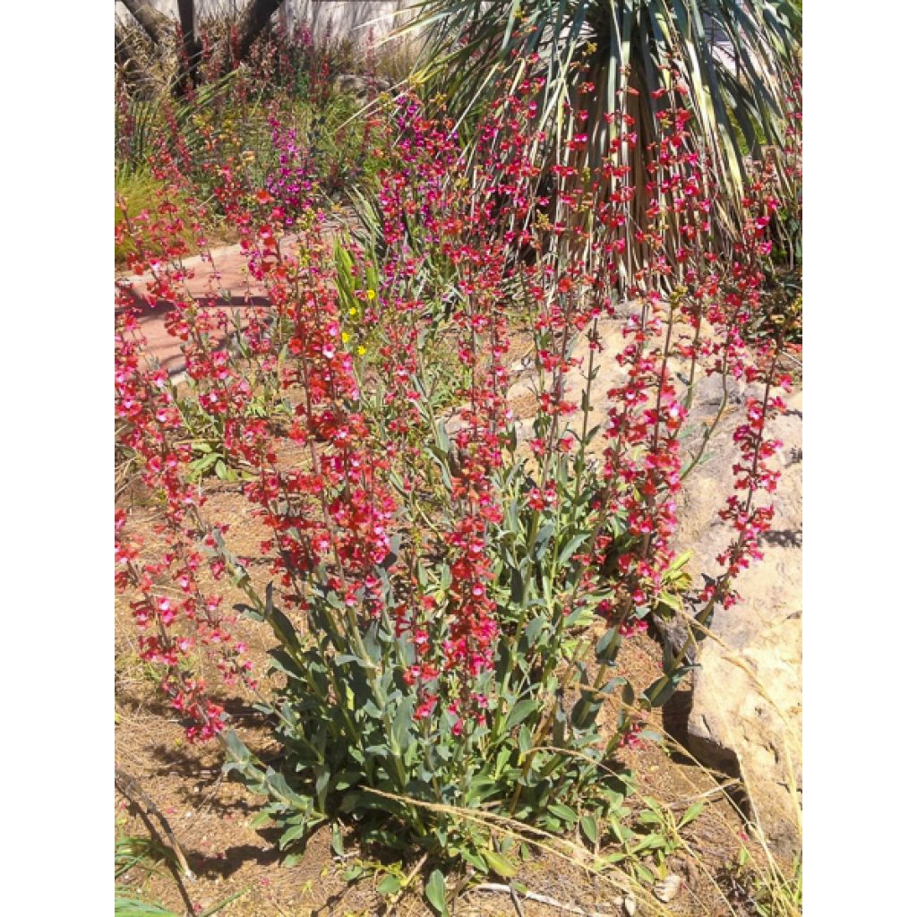 Penstemon superbus - Galane superbe