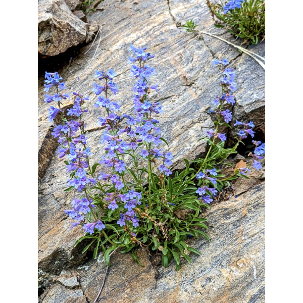 Penstemon virens - Galane