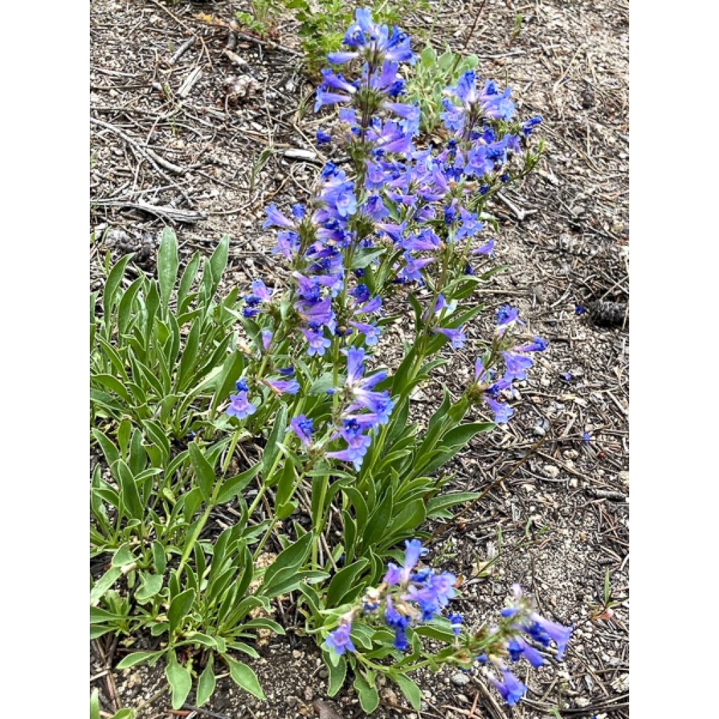 Penstemon virens - Galane