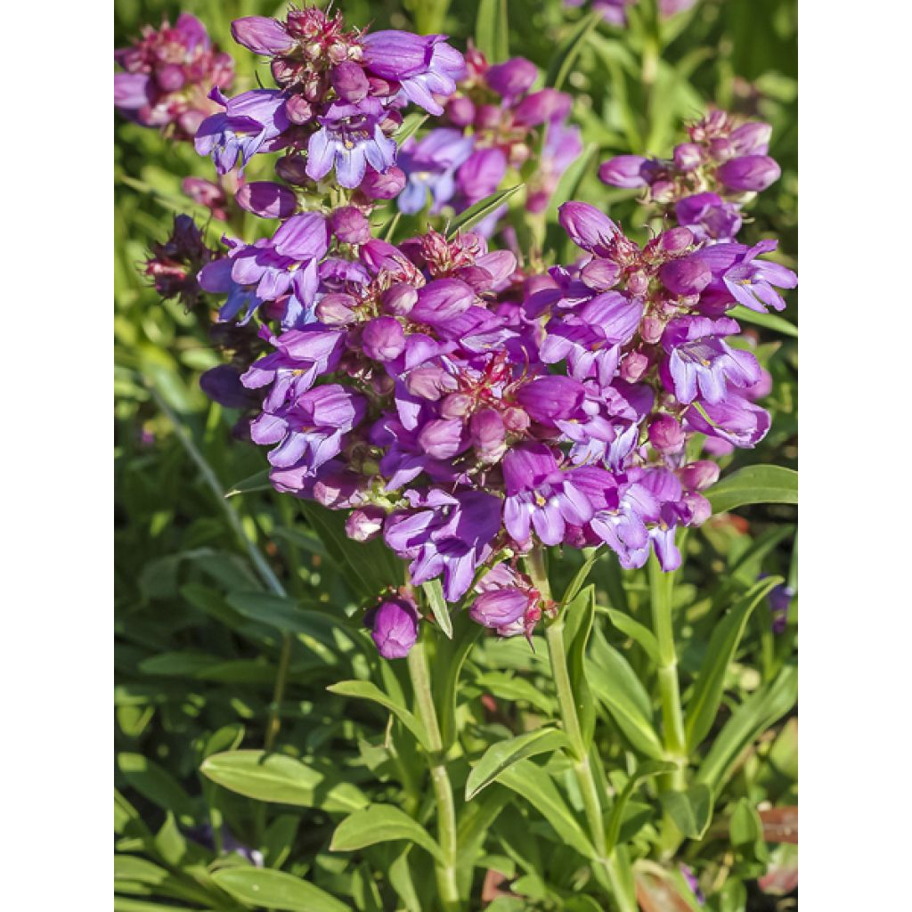 Penstemon virgatus Blue Buckle - Galane