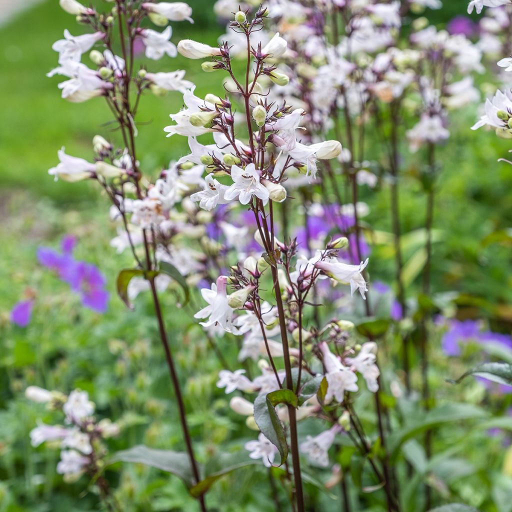 Penstemon digitalis Husker Red (zaad) - Slangenkop