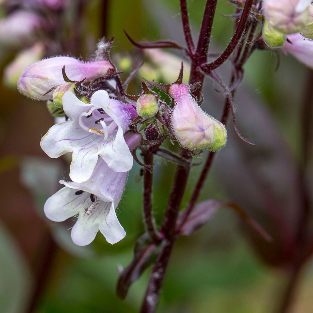 Penstemon digitalis Husker Red (zaad) - Slangenkop