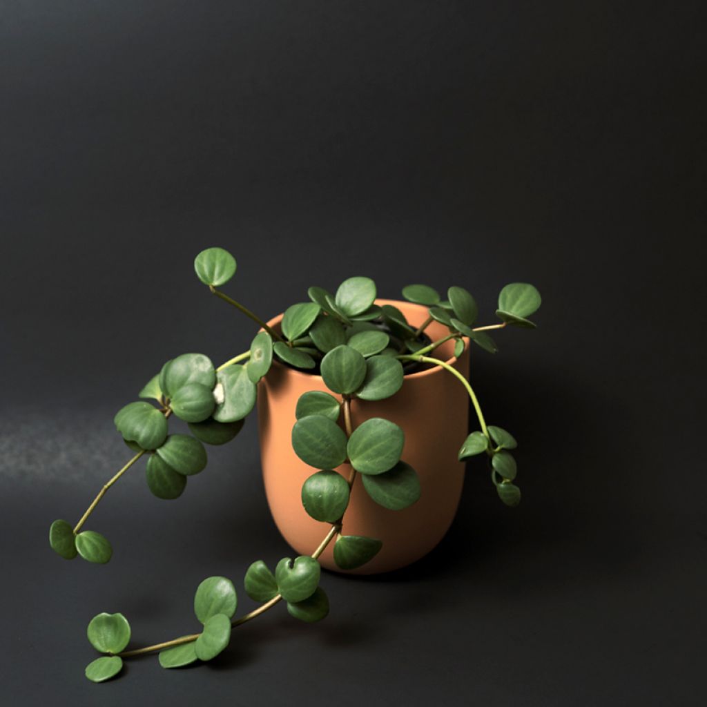 Peperomia Hope - Krokodillentranen