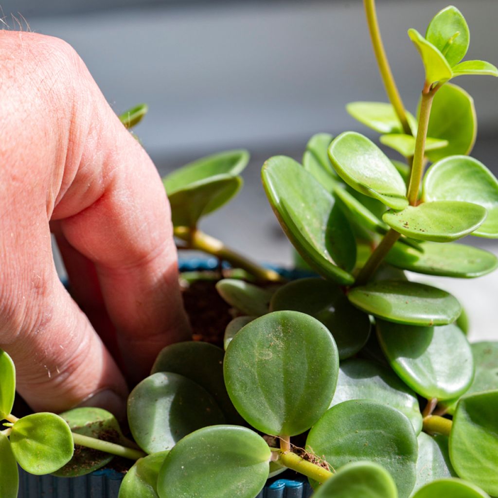 Peperomia Hope - Krokodillentranen